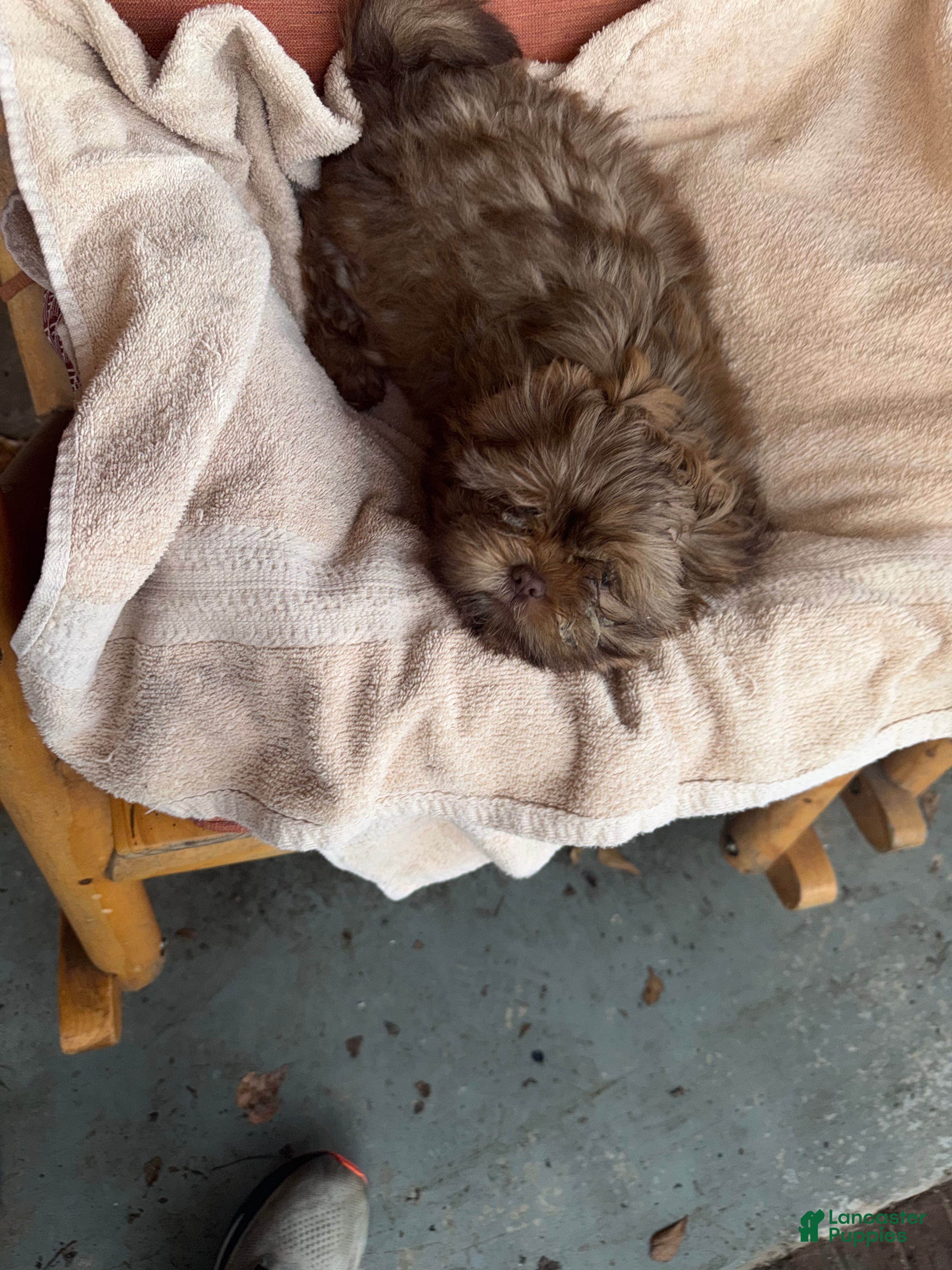 Shih Tzu dogs Shih Tzu Puppy 2 - Ad 2