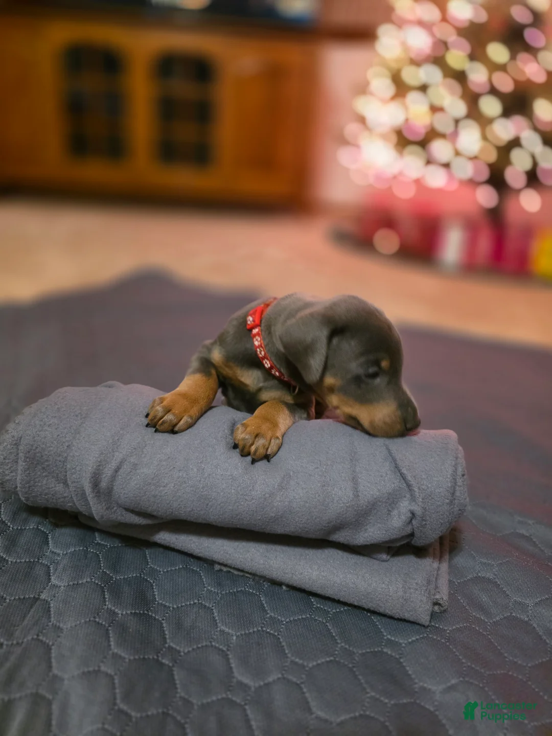 Doberman Pinscher dogs for sale: Doberman Pinscher Puppy Hunter - Ad 8