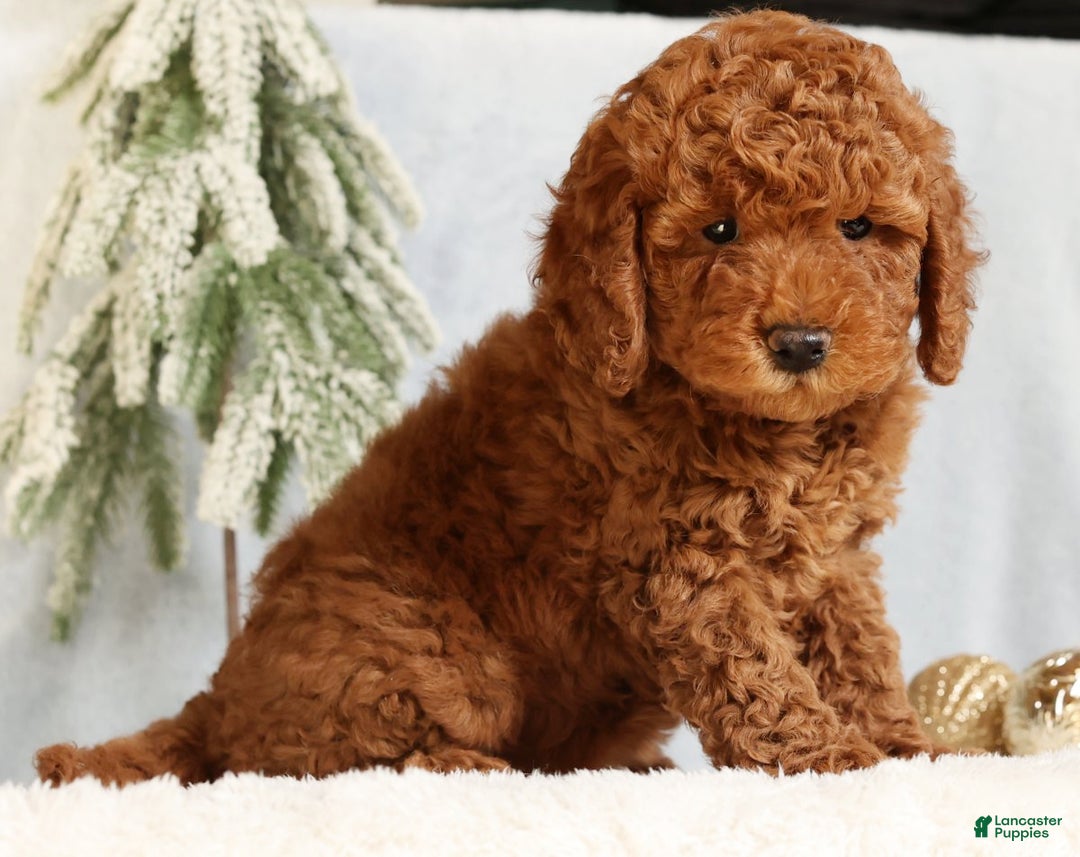 Mini Goldendoodle dogs for sale: Goldie - Ad 2