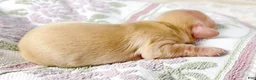 Miniature Dachshund dogs for sale: Vanilla - Ad 4