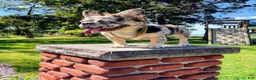 French Bulldog dogs for sale: French Bulldog 1 - Ad 13
