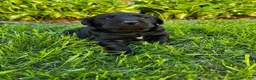 Labrador Retriever dogs for sale: Phillipe - Ad 14