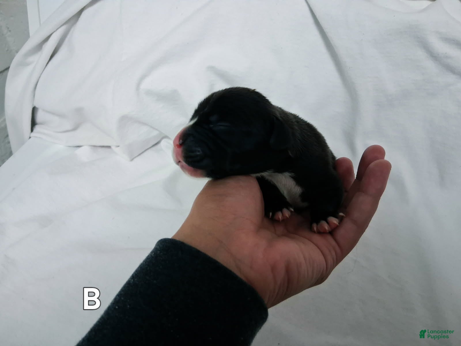 Beagle dogs for sale: Beagle 3 - Ad 21