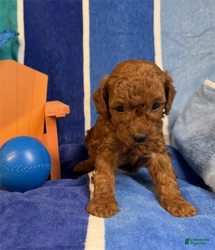 Toy Poodle dogs Nicko  - Ad 15