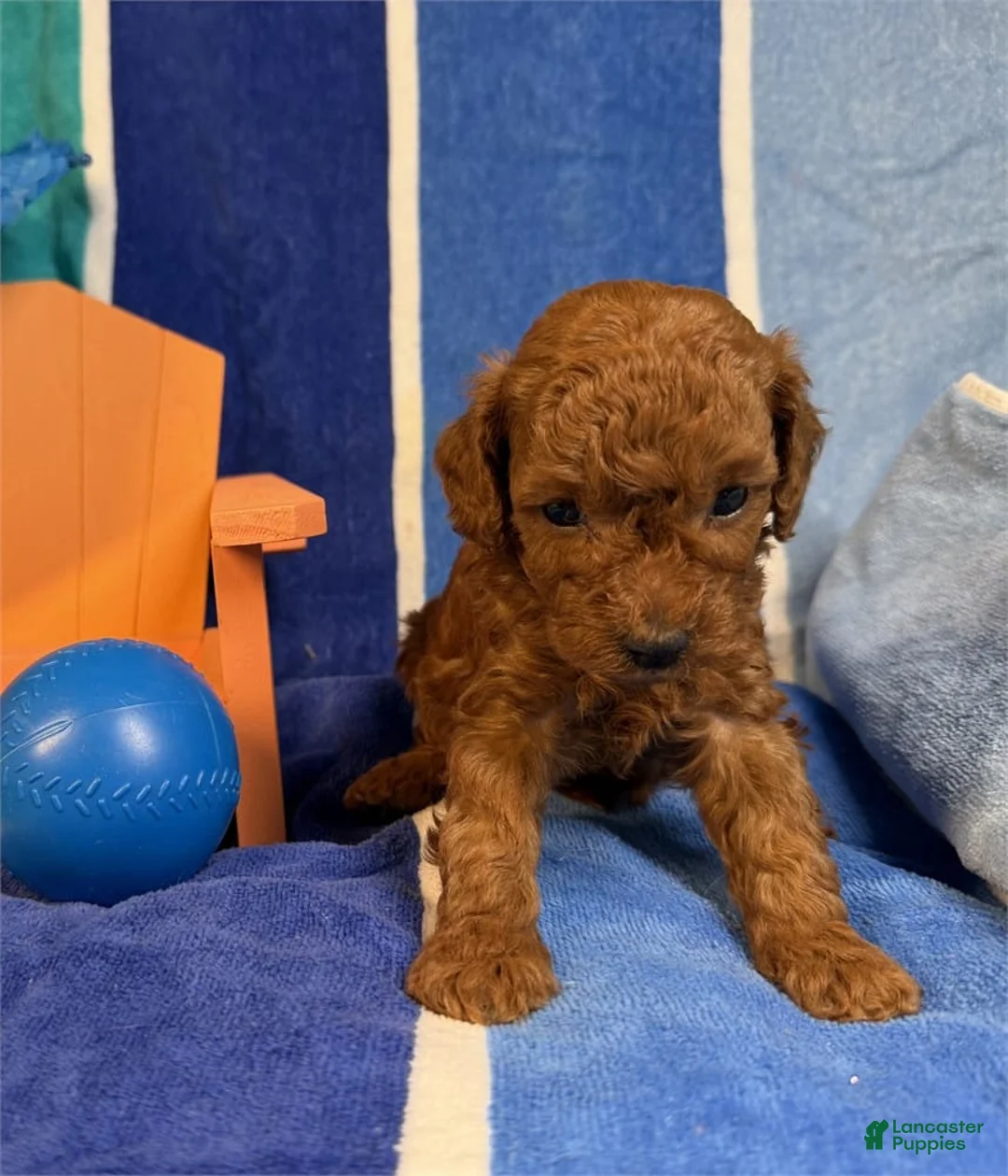Toy Poodle dogs for sale: Nicko  - Ad 1