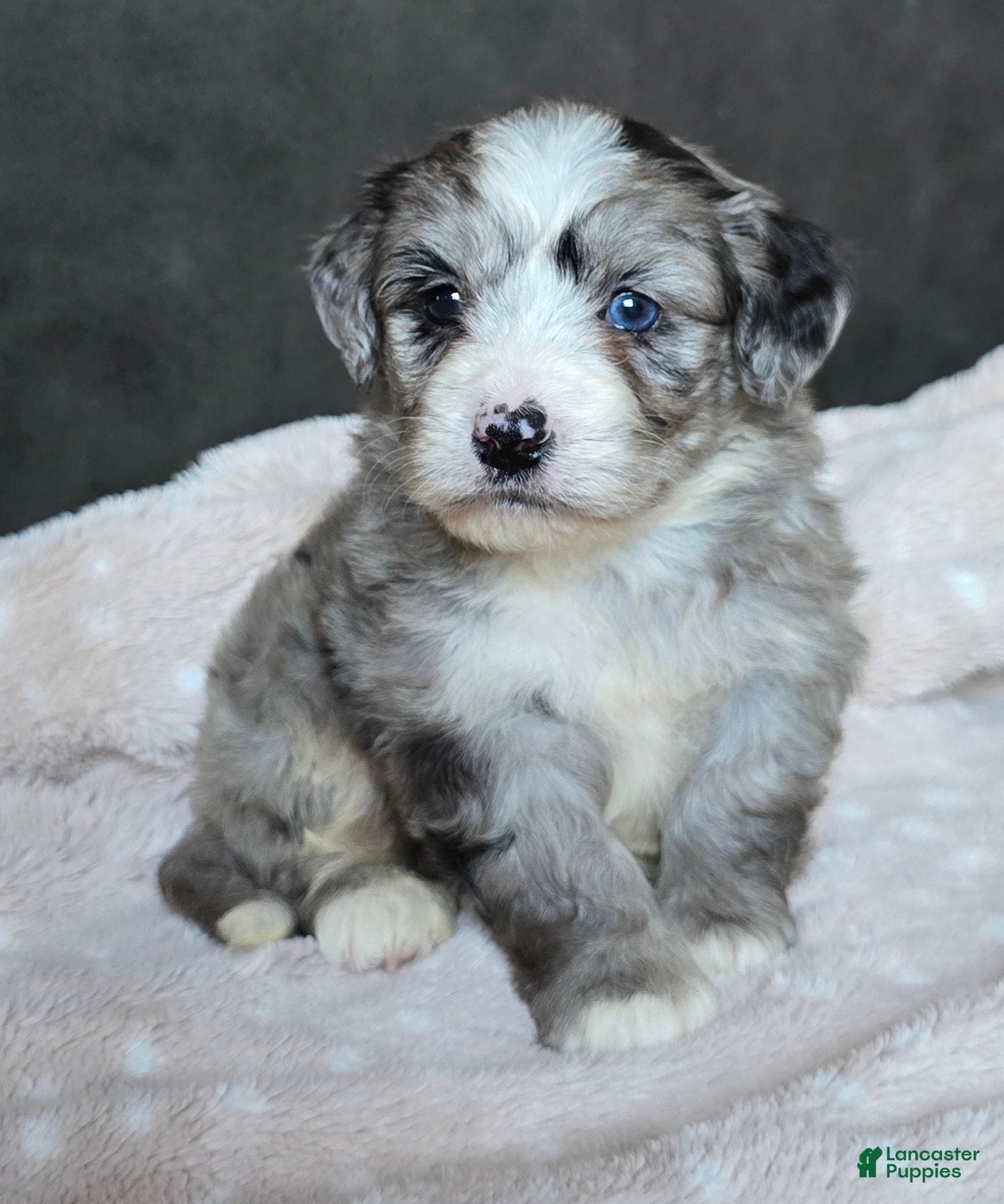 Mini Bernedoodle dogs Mini Wally - Ad 1