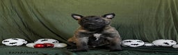 Belgian Malinois dogs for sale: Orbit - Ad 2