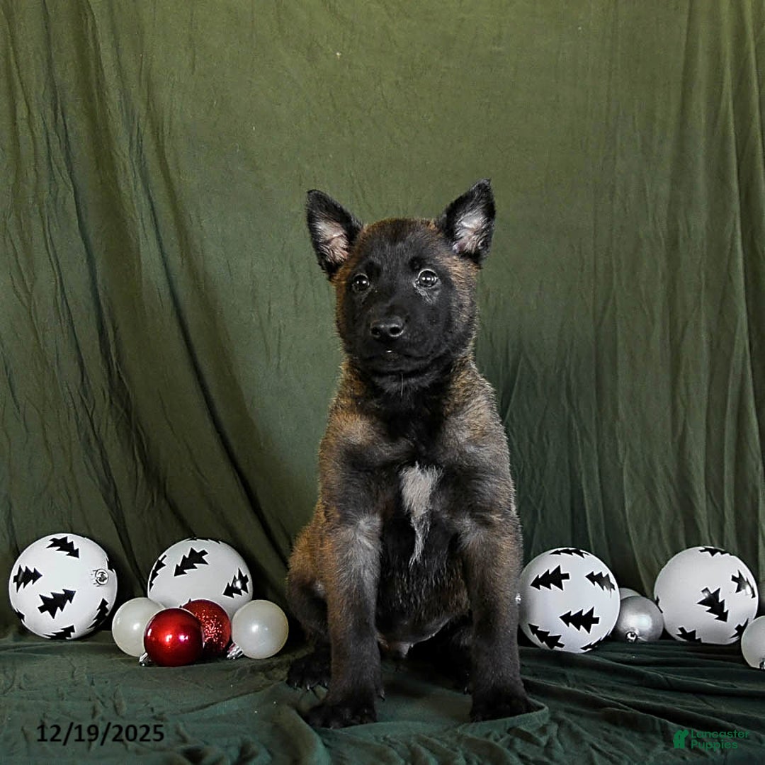 Belgian Malinois dogs for sale: Orbit - Ad 2