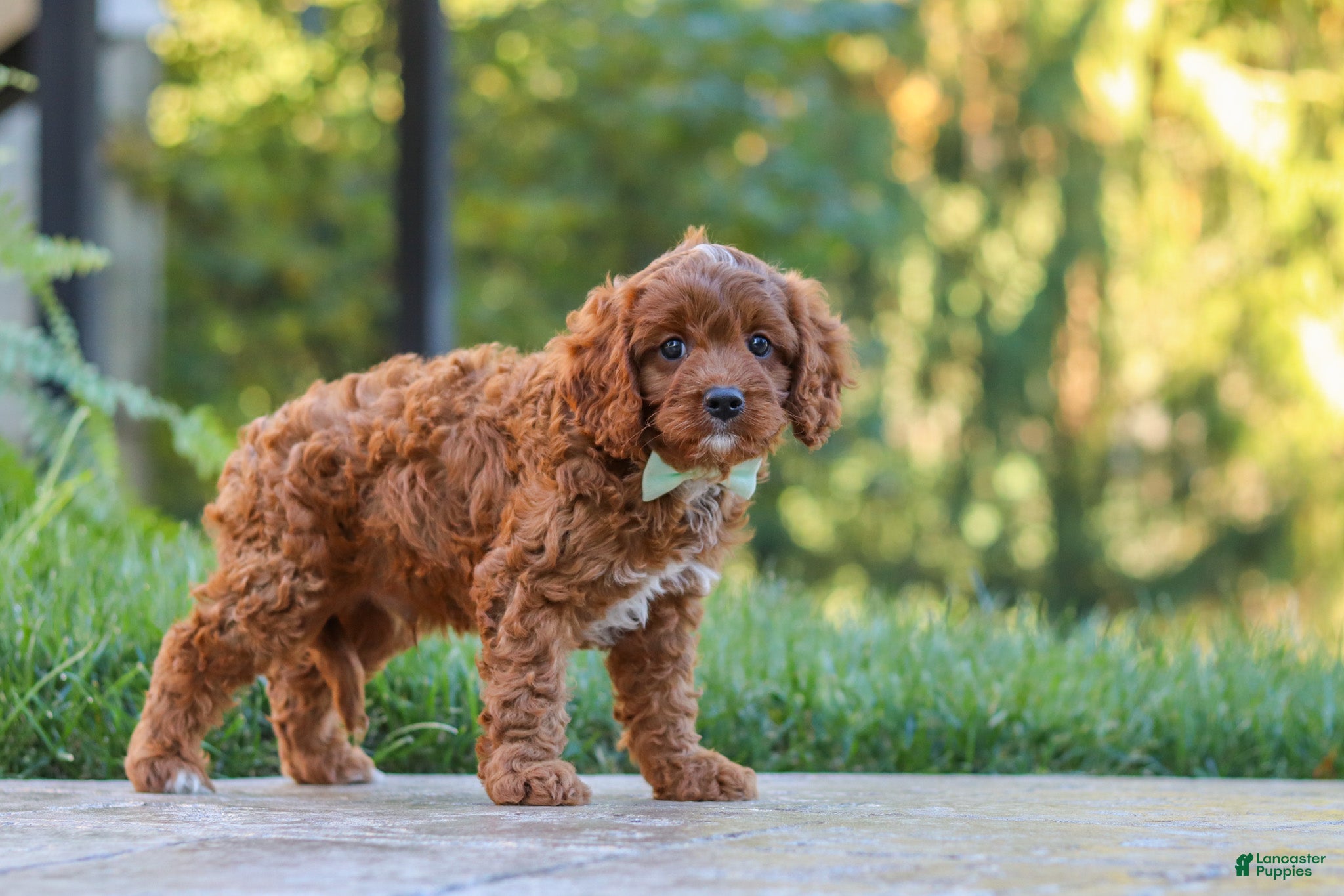 Cavapoo dogs Benji - Ad 2