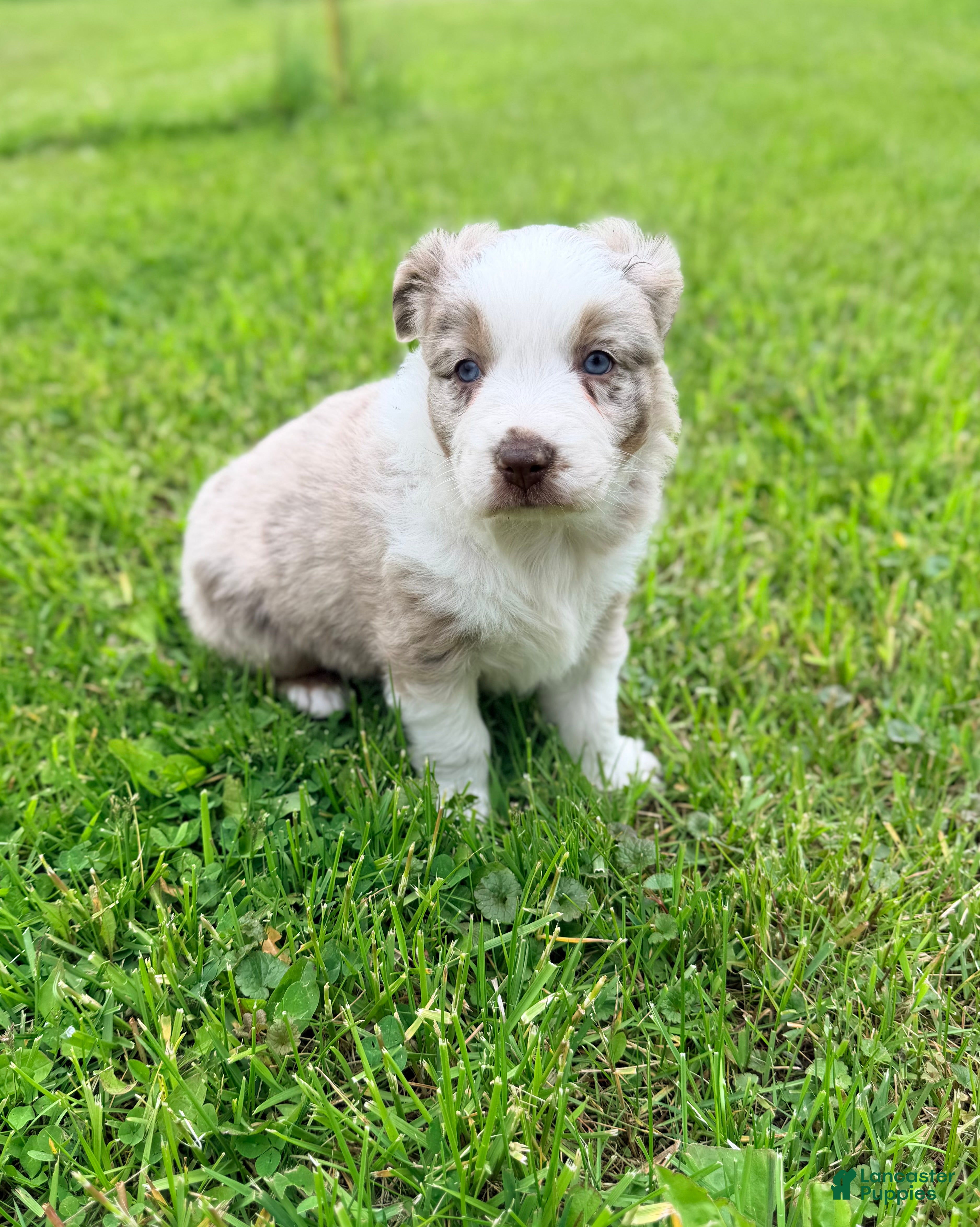 Australian Shepherd dogs Maple - Ad 1