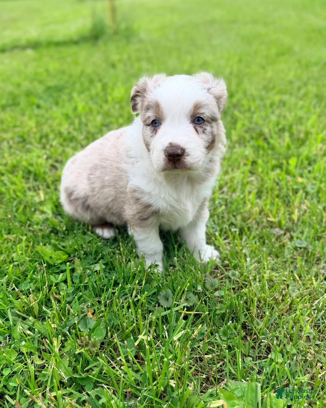 Australian Shepherd dogs for sale: Maple - Ad 1