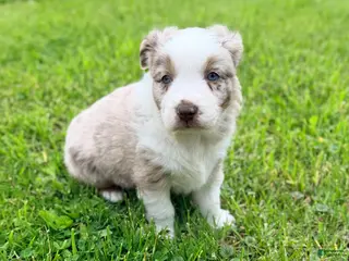 Australian Shepherd dogs for sale: Maple - Ad 2