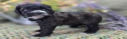 Cockapoo dogs for sale: Flopsy - Ad 7
