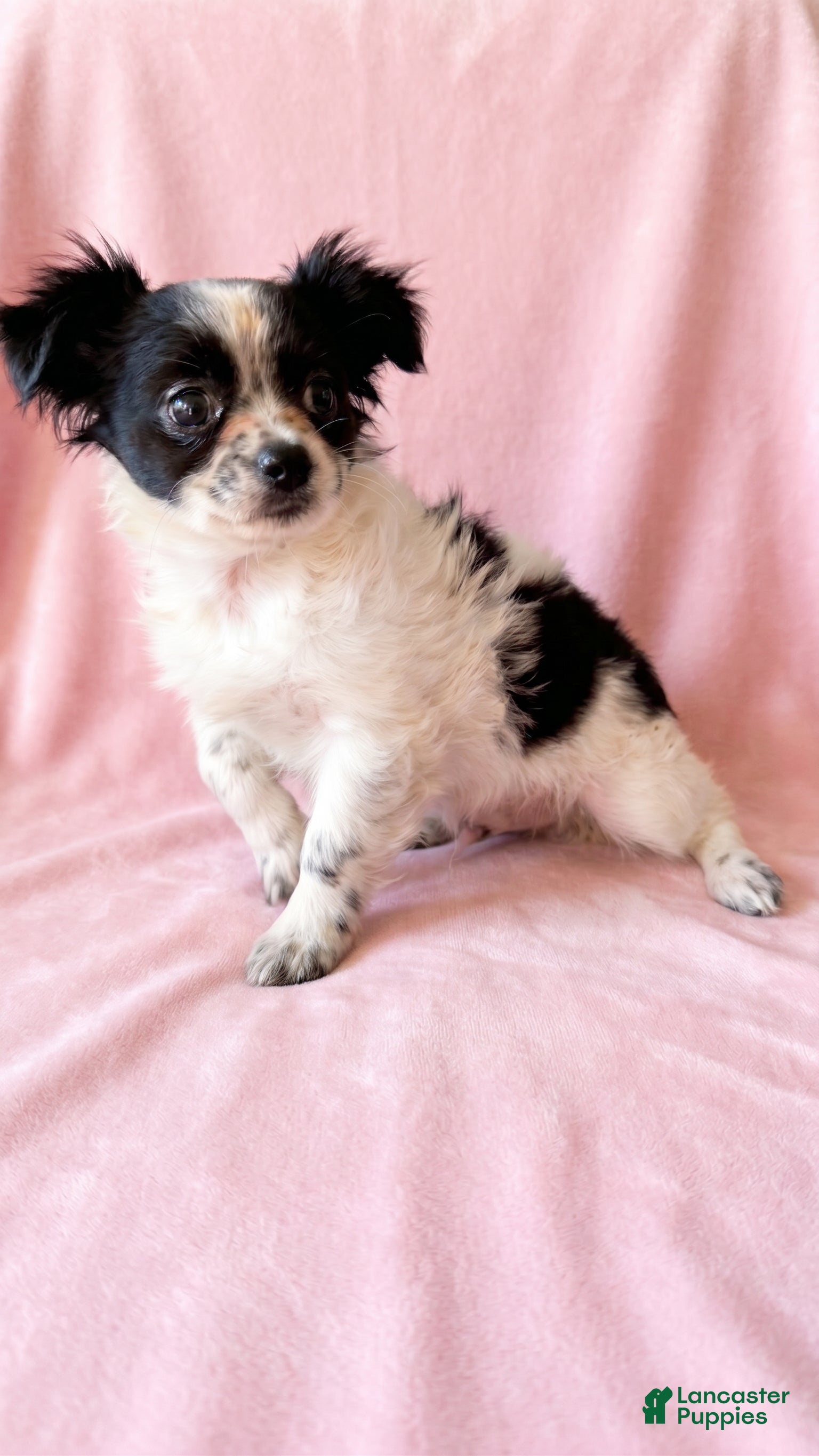 Mixed Breed dogs for sale: Sadie - Ad 2