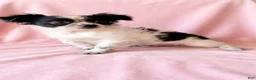 Mixed Breed dogs for sale: Sadie - Ad 2