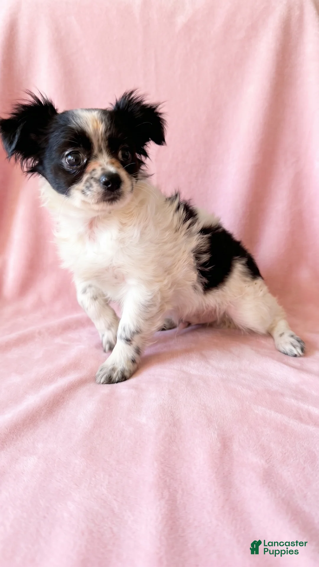 Mixed Breed dogs for sale: Sadie - Ad 2