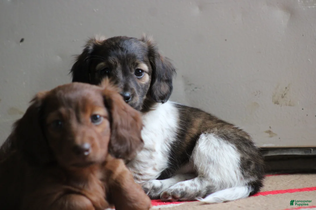 Miniature Dachshund dogs for sale: Bonita - Ad 9