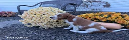 Welsh Springer Spaniel dogs for sale: Lance - Ad 3