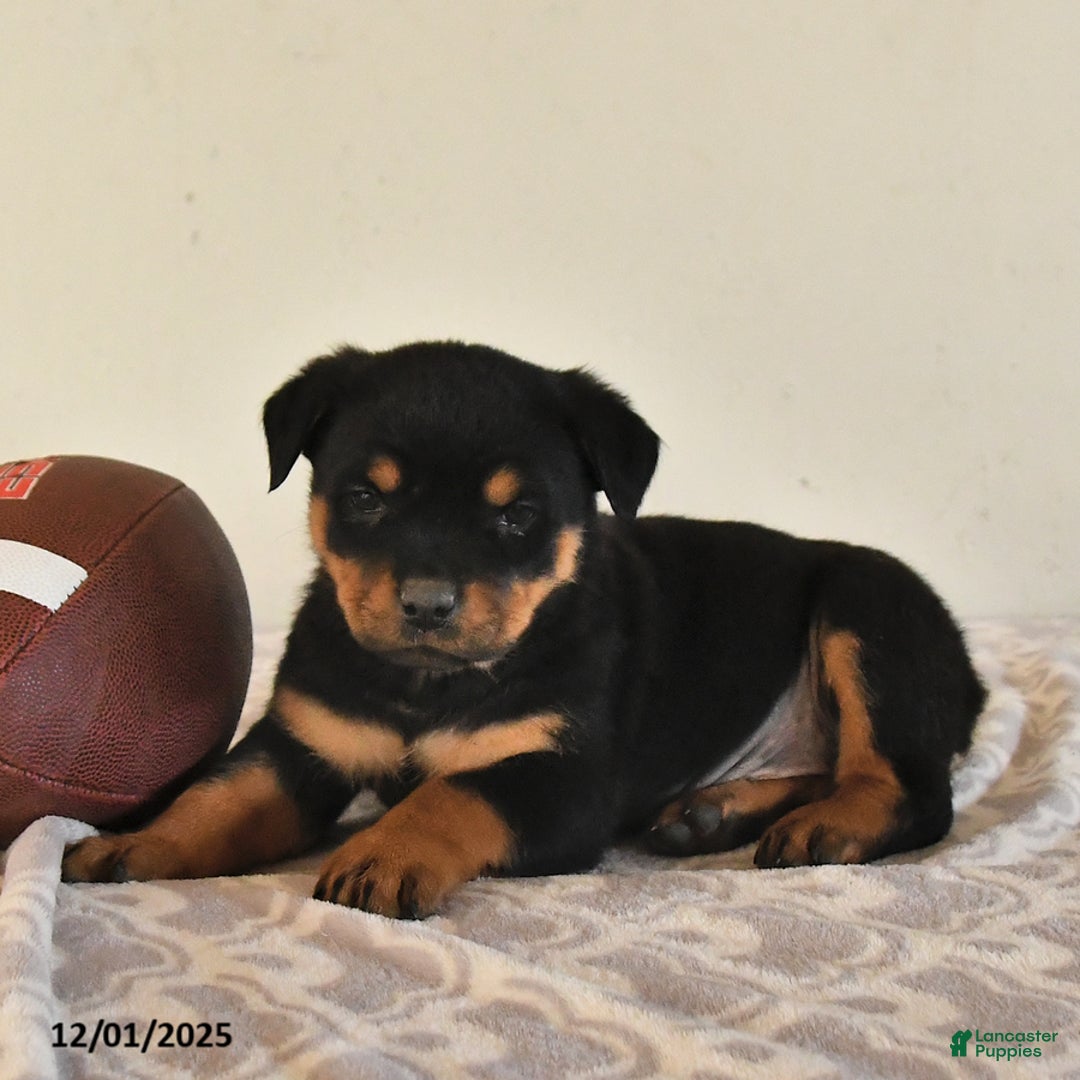 Rottweiler dogs for sale: Nova - Ad 4