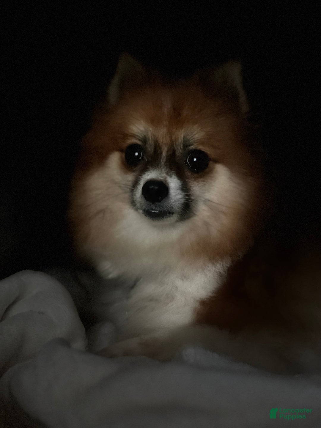 Pomeranian dogs for sale: Rusty - Ad 7