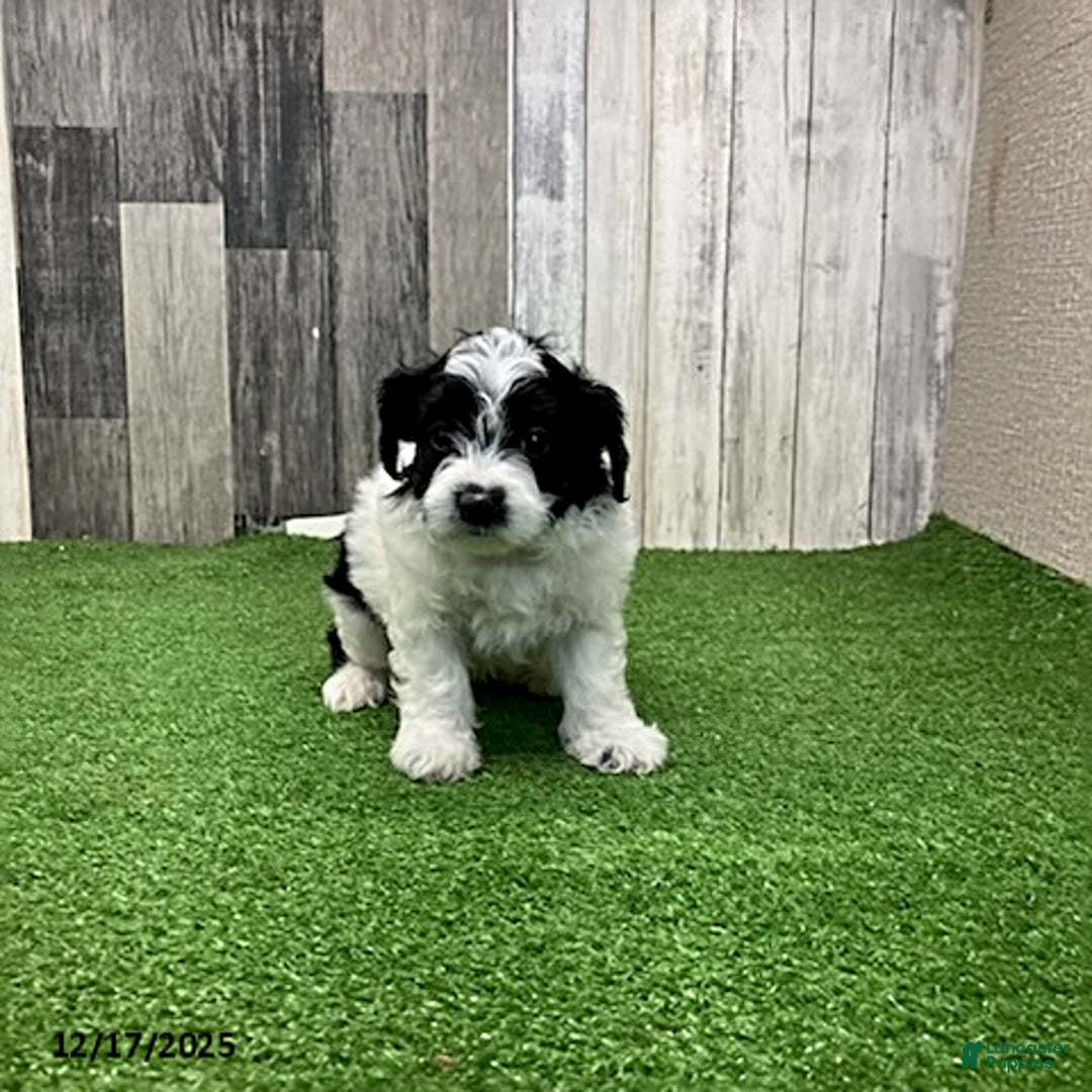 Maltipoo dogs for sale: Wanda - Ad 4