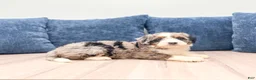 Mini Bernedoodle dogs for sale: Penny - Ad 7