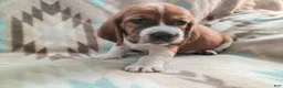 Basset Hound dogs for sale: Jimmy-red - Ad 6