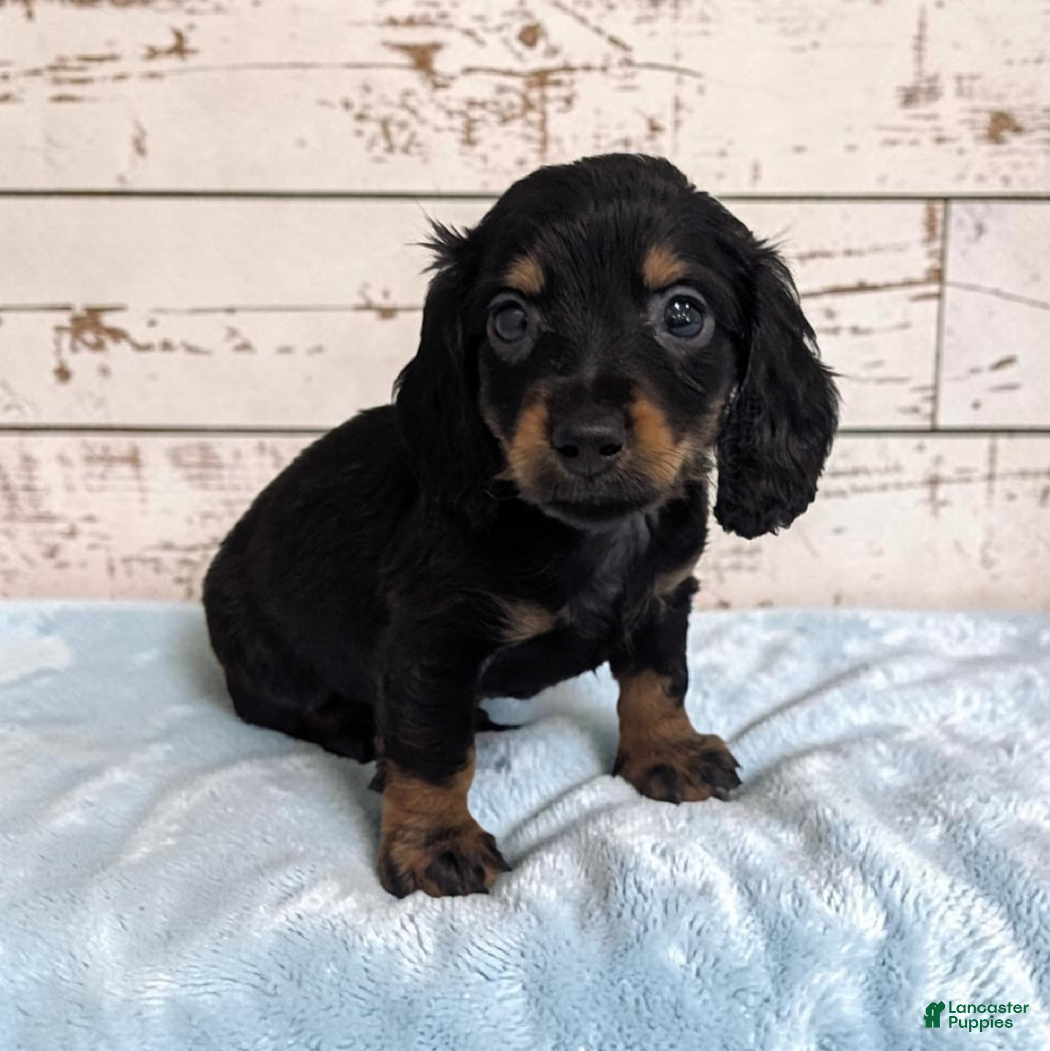 Miniature Dachshund dogs Pepper - Ad 1