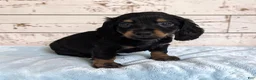 Miniature Dachshund dogs for sale: Pepper - Ad 1