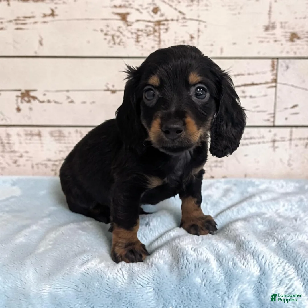 Miniature Dachshund dogs for sale: Pepper - Ad 1