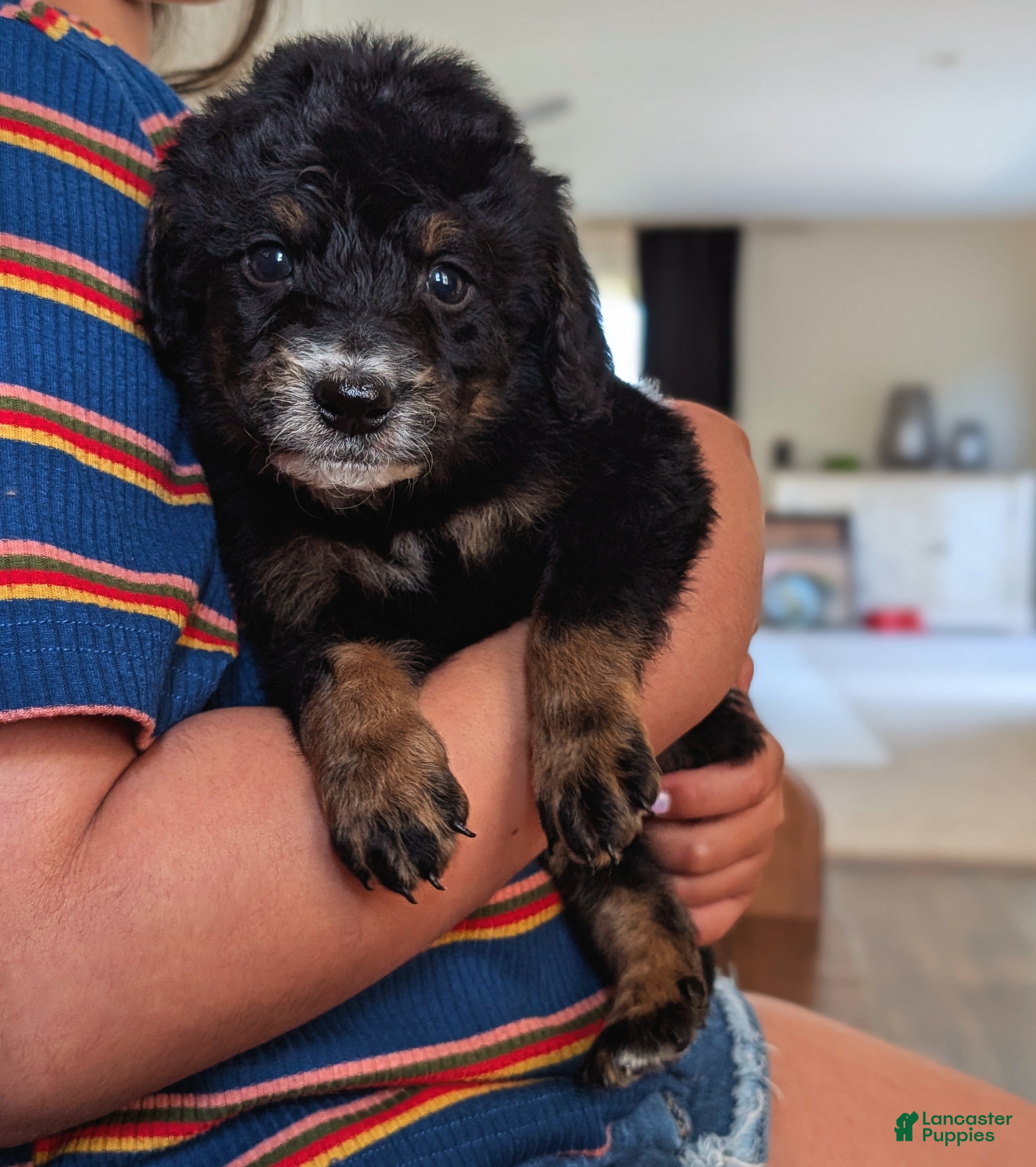Mixed Breed dogs Mixed Breed Puppy 4 - Ad 1