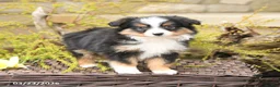 Miniature Australian Shepherd dogs for sale: Shad  - Ad 2