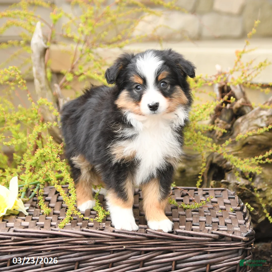 Miniature Australian Shepherd dogs for sale: Shad  - Ad 2