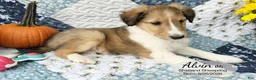 Shetland Sheepdog dogs for sale: Alvin - Ad 4