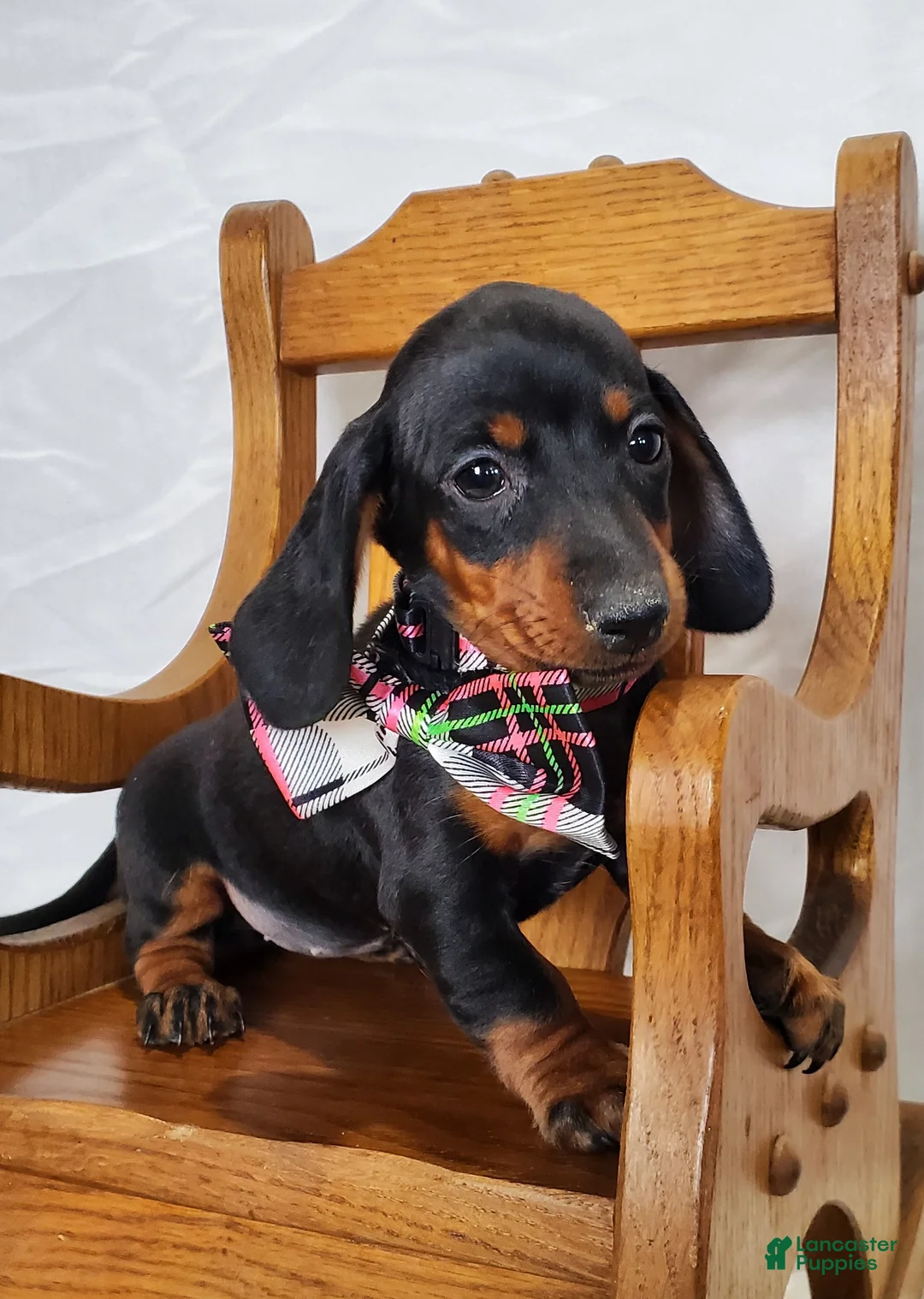 Miniature Dachshund dogs for sale: Alexia - Ad 3