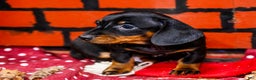 Miniature Dachshund dogs for sale: Yosef - Ad 5