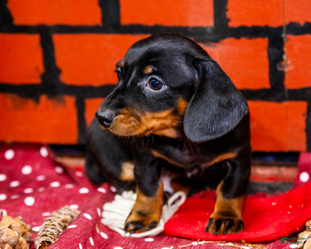 Miniature Dachshund dogs for sale: Yosef - Ad 5