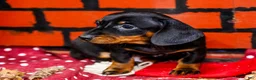Miniature Dachshund dogs for sale: Yosef - Ad 9