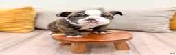 English Bulldog dogs for sale: Reba - Ad 2