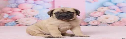 English Mastiff dogs for sale: Dexter - Ad 3