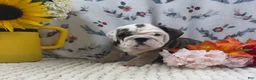 English Bulldog dogs for sale: Ryan - Ad 4