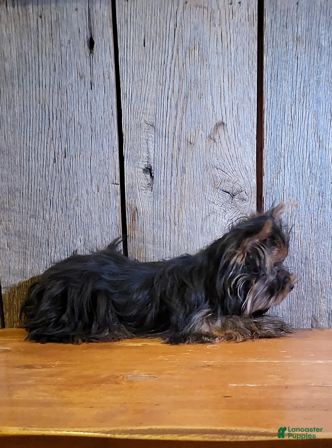 Yorkshire Terrier dogs for sale: Tilda - Ad 2