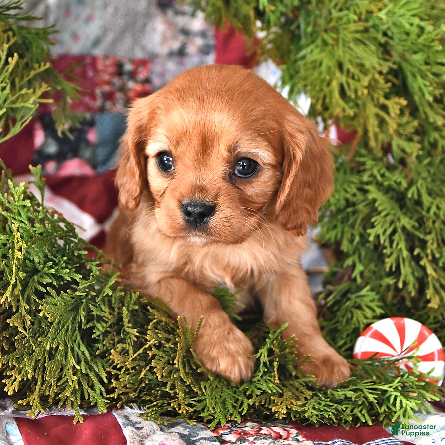 Cavalier King Charles Spaniel dogs Chestnut - Ad 33