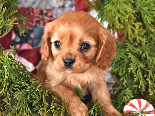 Cavalier King Charles Spaniel dogs for sale: Chestnut - Ad 1