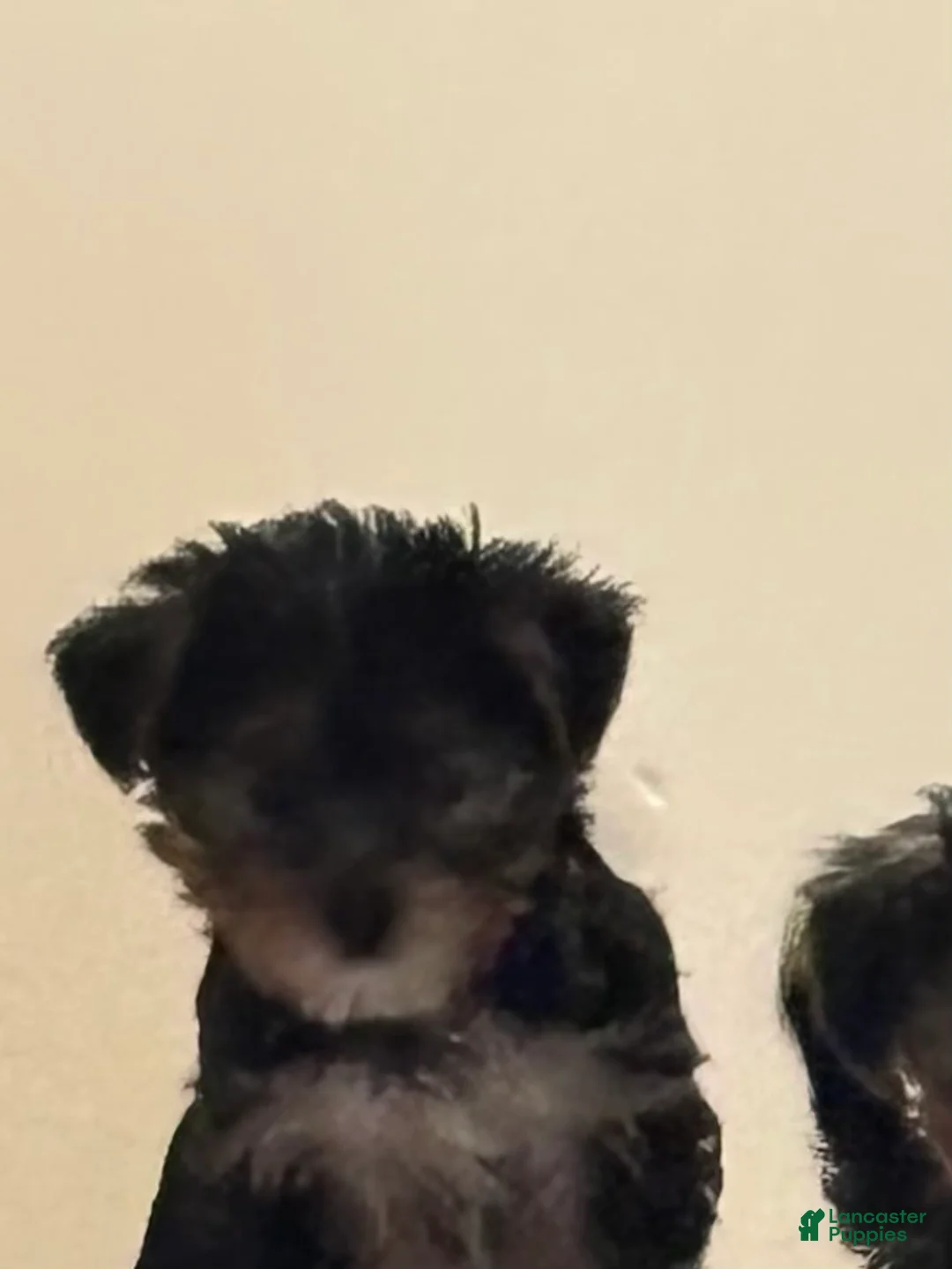 Yorkshire Terrier dogs for sale: Daisy  - Ad 1