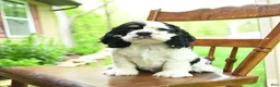 Cocker Spaniel dogs for sale: Blackjack - Ad 5
