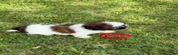 Shih Tzu dogs for sale: Mimi  - Ad 3