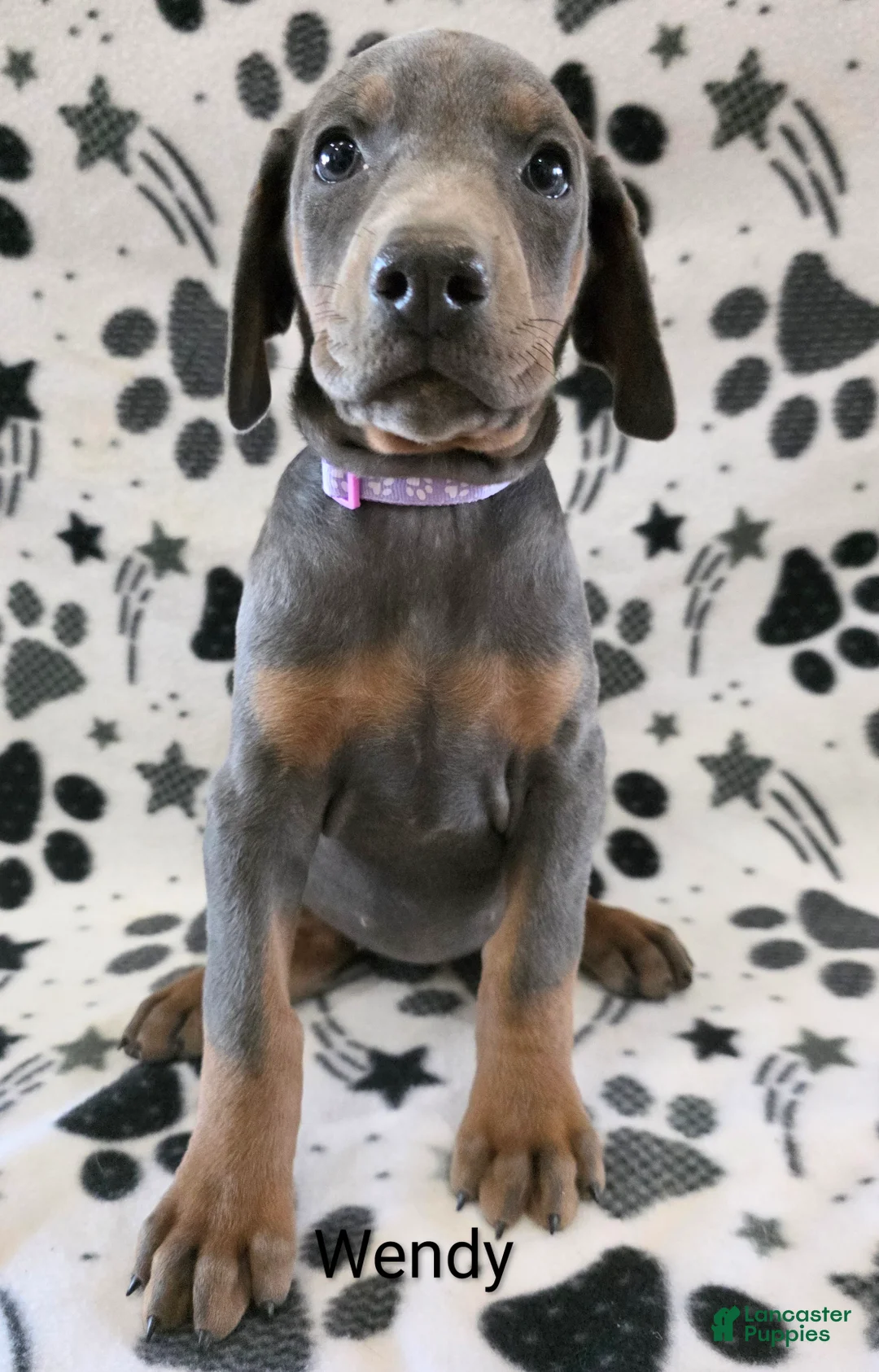 Doberman Pinscher dogs for sale: Doberman Pinscher Puppy 9 - Ad 1