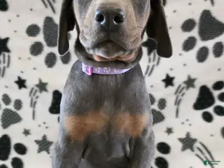 Doberman Pinscher dogs Doberman Pinscher Puppy 9 - Ad 5