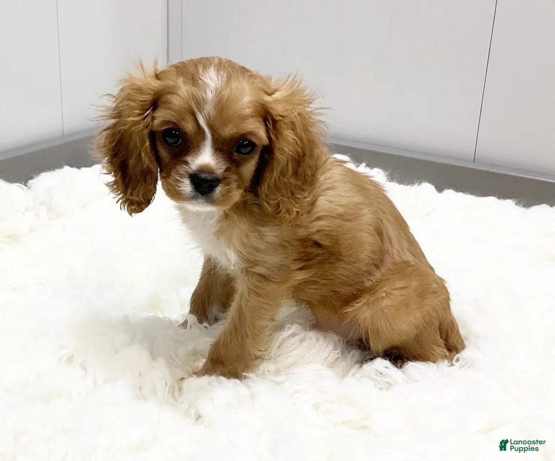 Cavalier King Charles Spaniel dogs for sale: Milo - Genetic Clear - Ad 2